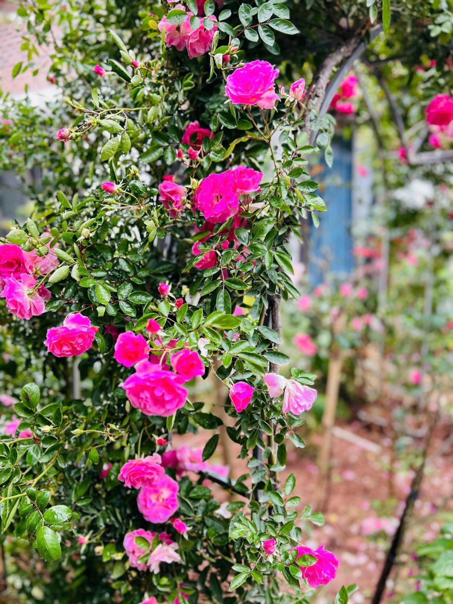Отель Tam Coc Boutique Garden Ниньбинь Экстерьер фото